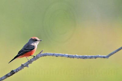 _MG_3020 Vermilion Flycatcher.jpg