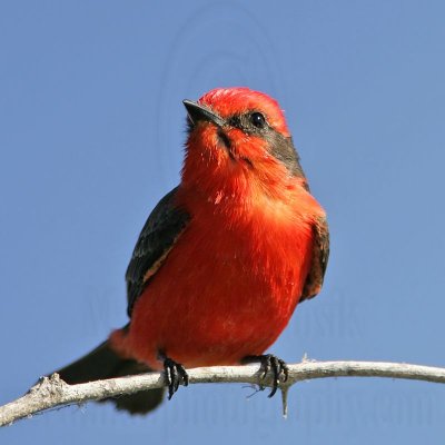 _MG_6288 Vermilion Flycatcher.jpg
