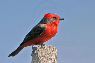_MG_6868 Vermilion Flycatcher.jpg