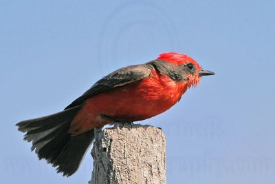 _MG_6878 Vermilion Flycatcher.jpg