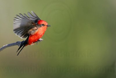 _MG_7966 Vermilion Flycatcher.jpg