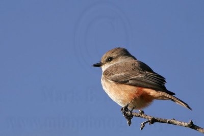 _MG_8827 Vermilion Flycatcher.jpg