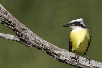 _MG_3498 Great Kiskadee.jpg