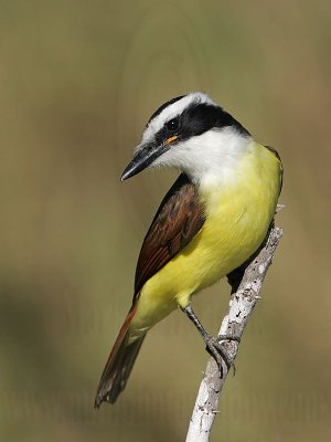 _MG_3552 Great Kiskadee.jpg