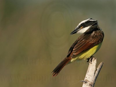 _MG_4212 Great Kiskadee.jpg