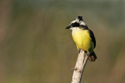 _MG_4241 Great Kiskadee.jpg