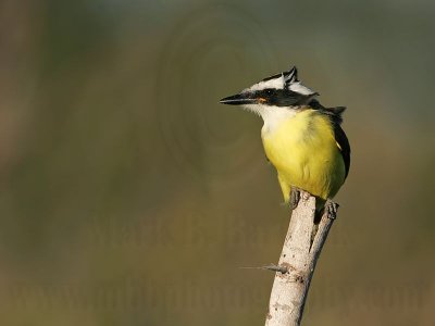 _MG_4245 Great Kiskadee.jpg