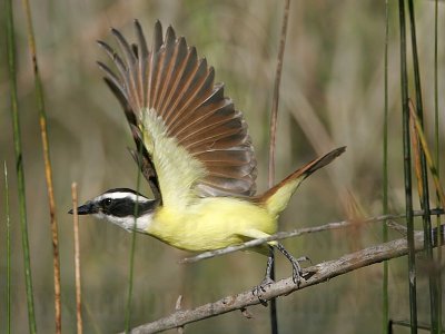 _MG_4700 Great Kiskadee.jpg