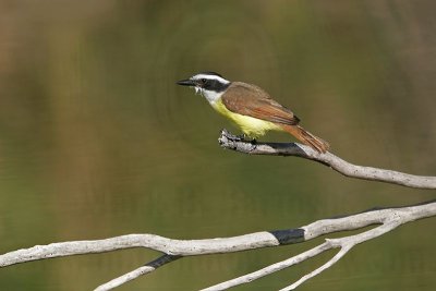 _MG_4849 Great Kiskadee.jpg