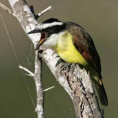 _MG_6545 Great Kiskadee.jpg