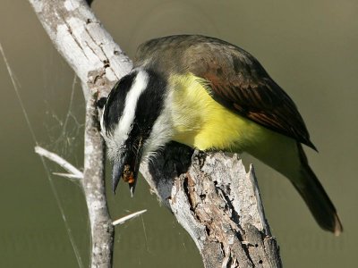 _MG_6547 Great Kiskadee.jpg