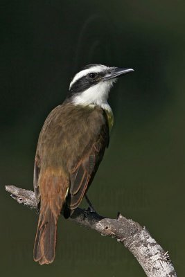 _MG_7731 Great Kiskadee.jpg