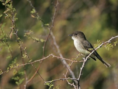 _MG_2786 Eastern Phoebe.jpg