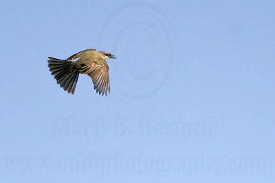 _MG_8013 Kingbird.jpg