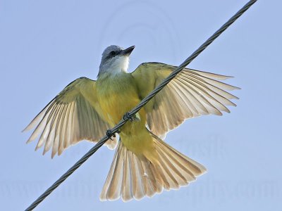 _MG_2599 Kingbird.jpg