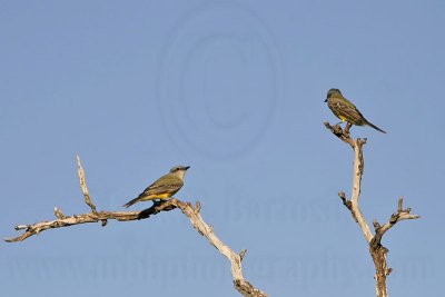 _MG_3256 Kingbird.jpg