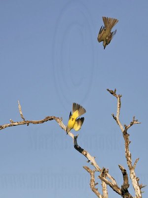 _MG_3259 Kingbird.jpg