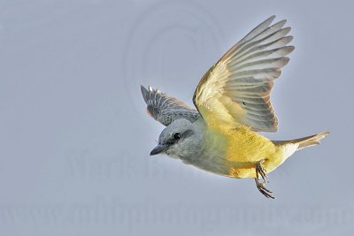 _MG_3412 Kingbird.jpg