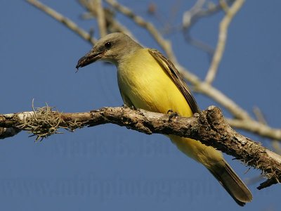 _MG_3454 Kingbird.jpg