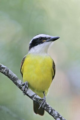 _MG_2942 Great Kiskadee.jpg