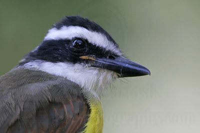 _MG_3123 Great Kiskadee.jpg