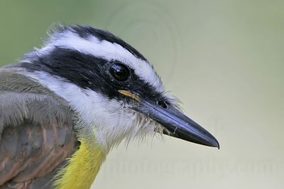 _MG_3164 Great Kiskadee.jpg
