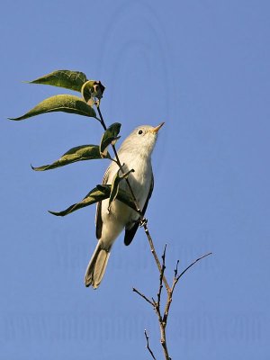 _MG_3306 Blue-gray Gnatcatcher.jpg