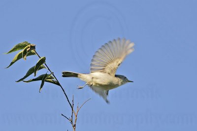 _MG_3309 Blue-gray Gnatcatcher.jpg