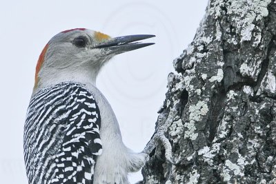 _MG_2862 Golden-fronted Woodpecker.jpg