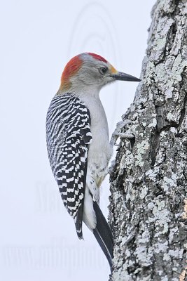 _MG_2880 Golden-fronted Woodpecker.jpg
