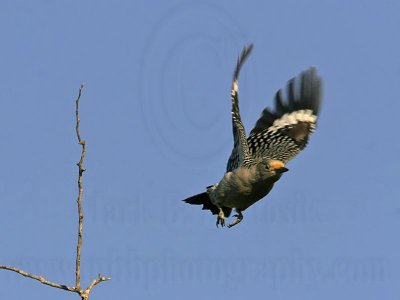 _MG_3281 Golden-fronted Woodpecker.jpg