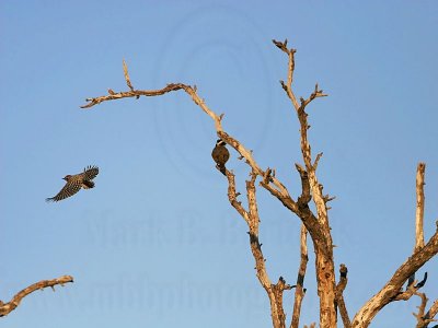 _MG_3462 Ladder-backed Woodpecker&Great Kiskadee.jpg