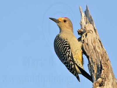 _MG_3469 Golden-fronted Woodpecker.jpg