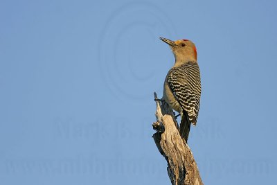 _MG_3499 Golden-fronted Woodpecker.jpg