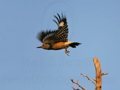 _MG_3595 Golden-fronted Woodpecker.jpg
