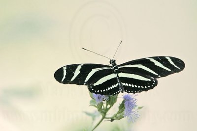 _MG_2490 800.jpg