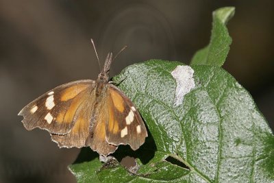 _MG_2552 800.jpg