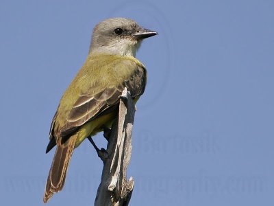 _MG_2648 Kingbird.jpg