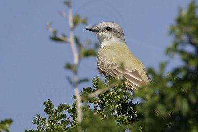 _MG_2655 Kingbird.jpg