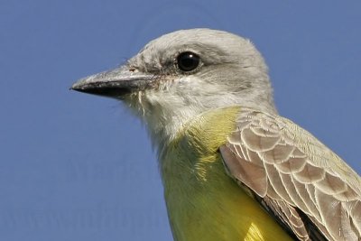 _MG_2795 Kingbird.jpg