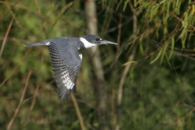 _MG_2516 Belted Kingfisher.jpg