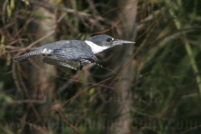 _MG_2518 Belted Kingfisher.jpg