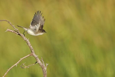 _MG_0687 Eastern Phoebe.jpg