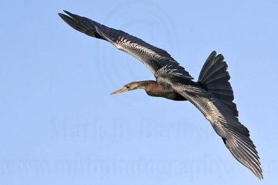 _MG_6668 Anhinga.jpg