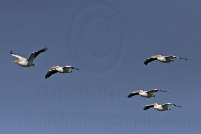 _MG_3075 American White Pelican.jpg