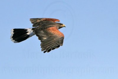 _MG_3971 Harris's Hawk.jpg
