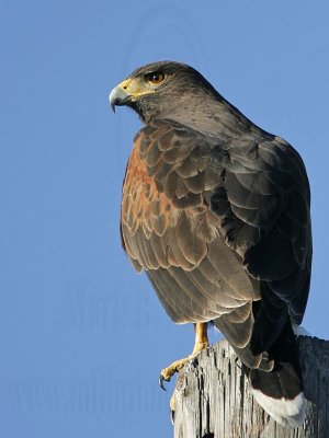 _MG_4479 Harris's Hawk.jpg