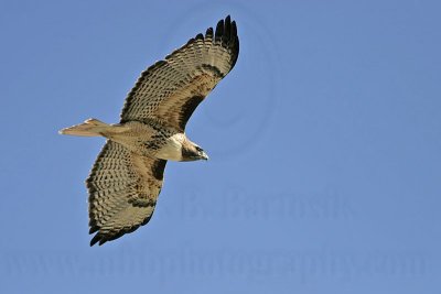 _MG_9893 Red-tailed Hawk.jpg
