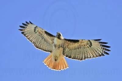_MG_9925 Red-tailed Hawk.jpg