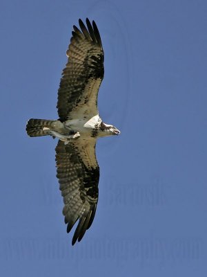 _MG_0067 Osprey.jpg